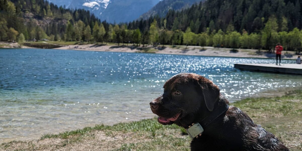 Hund in Slowenien