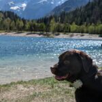 Hund in Slowenien