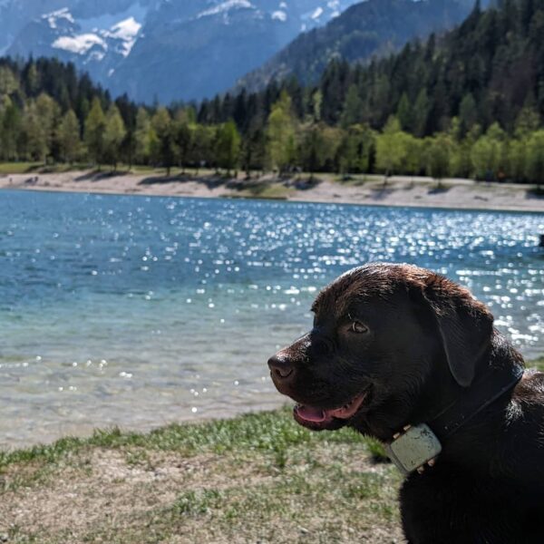 Hund in Slowenien