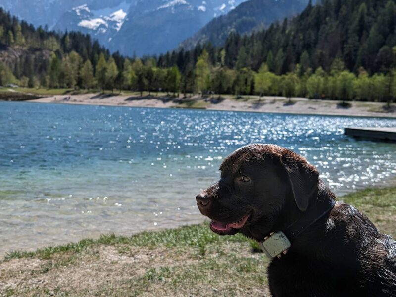 Hund in Slowenien