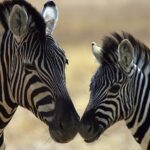 zebra im zoo ljubljana