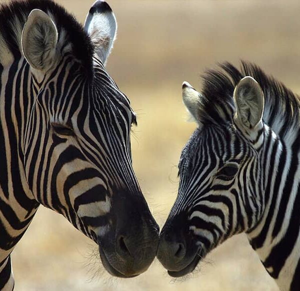zebra im zoo ljubljana