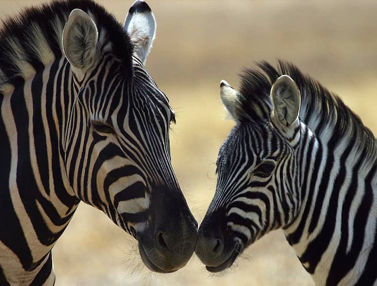zebra im zoo ljubljana