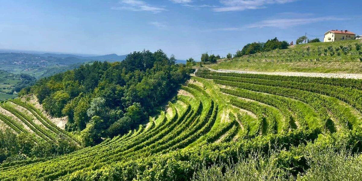 Weinberg in Brda, Slowenien