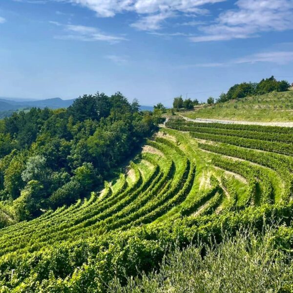 Weinberg in Brda, Slowenien