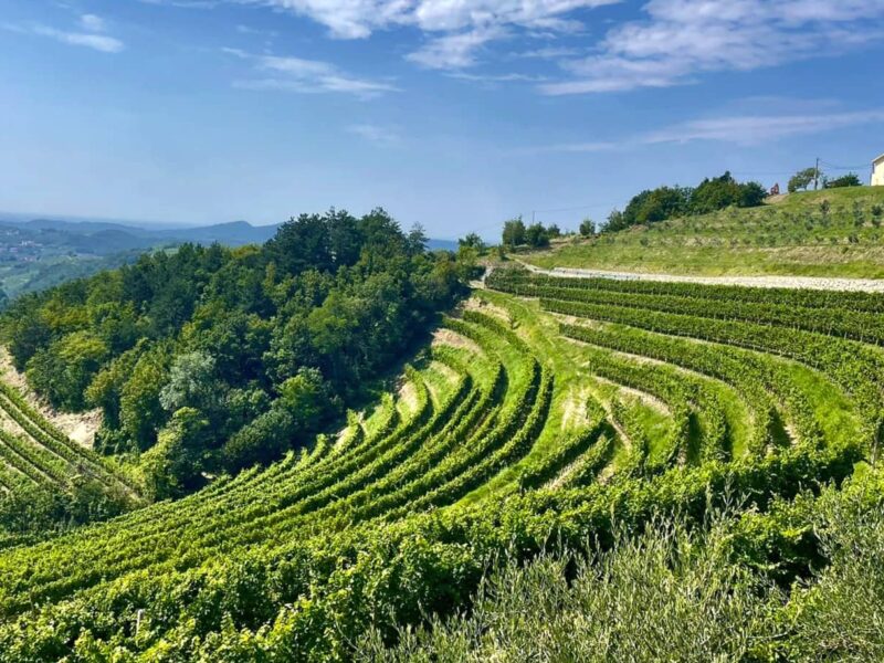 Weinberg in Brda, Slowenien